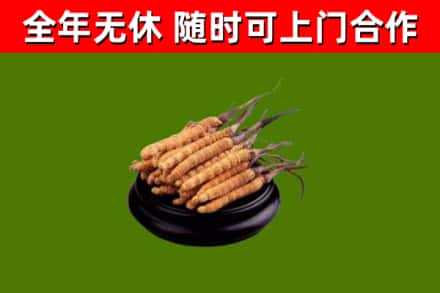 天长回收散虫草