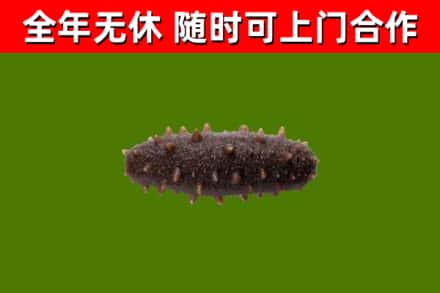 天长回收海参干